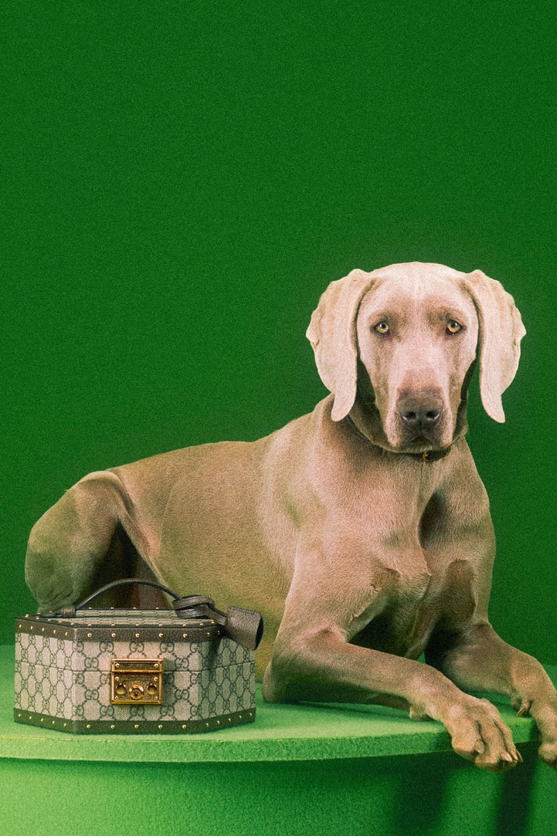 Gucci 正式發佈最新寵物用品系列「PET COLLECTION」