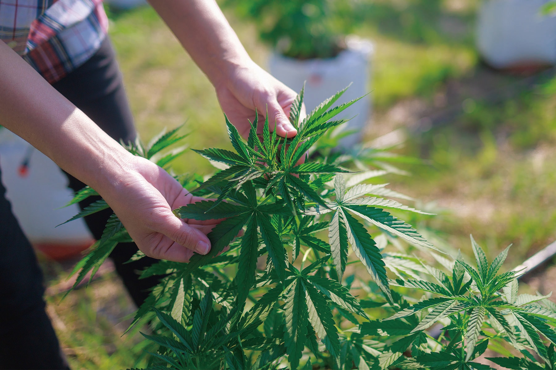泰國正式宣佈醫用「大麻」可於家中無限量種植、吸食