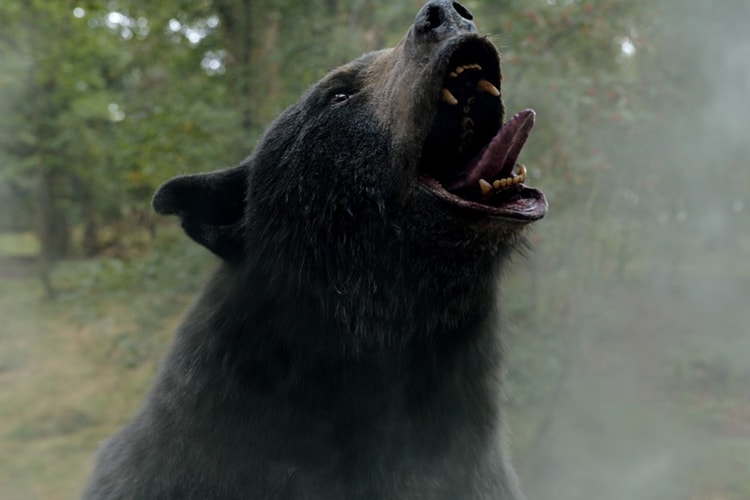 嗑了「古柯鹼」的熊!真實事件改編獵奇電影《熊蓋毒 Cocaine Bear》爛番茄評價出爐