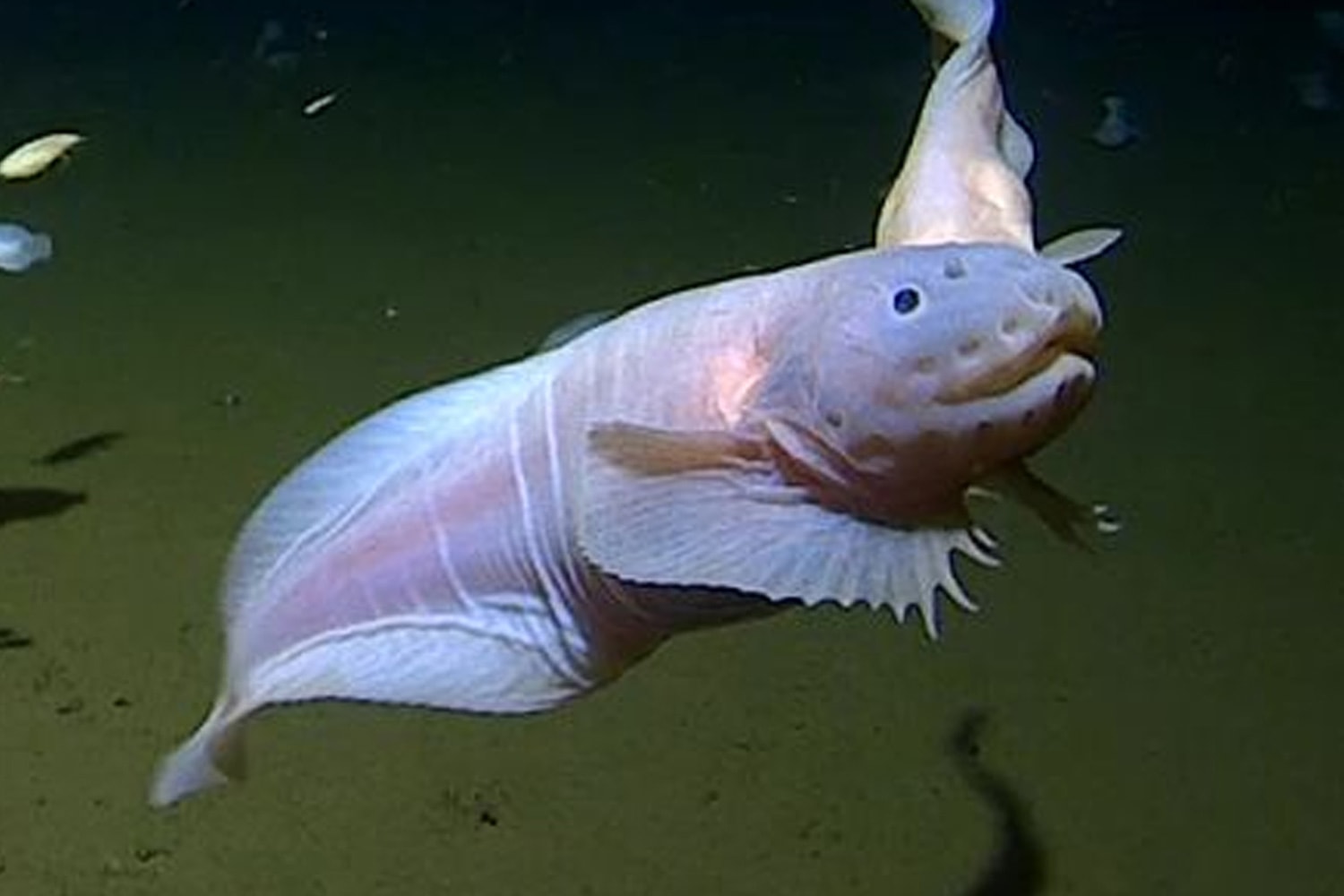 金氏世界紀錄認證！科學家於日本 8,336 公尺深海發現最深生物「蝸牛魚」