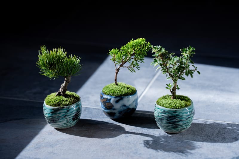 日本 BONSAI 職人後藤卓也主理山形縣盆景團隊 SEKIBOKKA 期間限定企劃開催