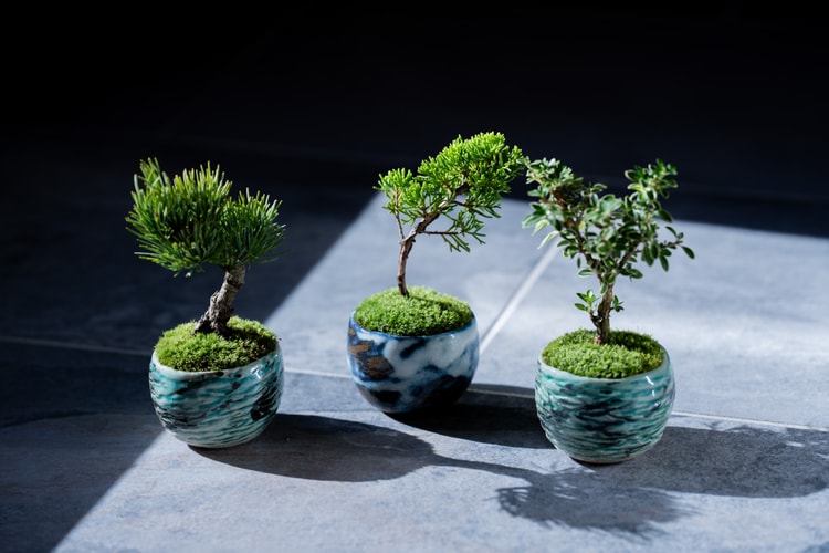 日本 BONSAI 職人後藤卓也主理山形縣盆景團隊 SEKIBOKKA 期間限定企劃開催