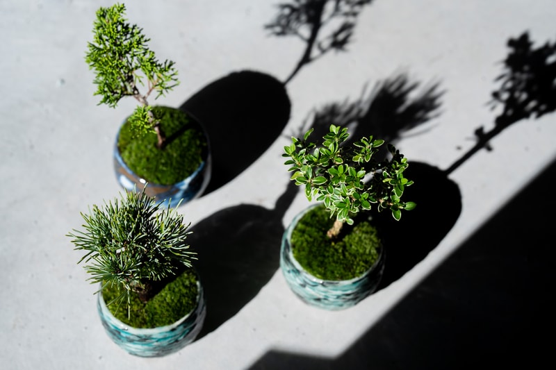 日本 BONSAI 職人後藤卓也主理山形縣盆景團隊 SEKIBOKKA 期間限定企劃開催