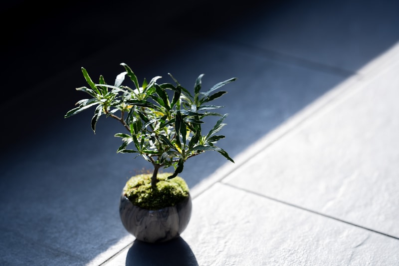 日本 BONSAI 職人後藤卓也主理山形縣盆景團隊 SEKIBOKKA 期間限定企劃開催