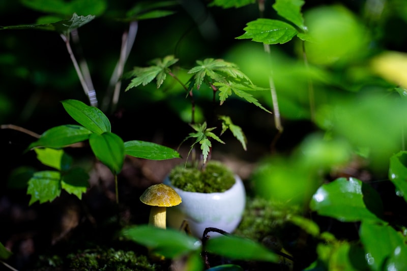 日本 BONSAI 職人後藤卓也主理山形縣盆景團隊 SEKIBOKKA 期間限定企劃開催