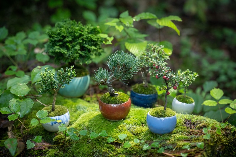 日本 BONSAI 職人後藤卓也主理山形縣盆景團隊 SEKIBOKKA 期間限定企劃開催