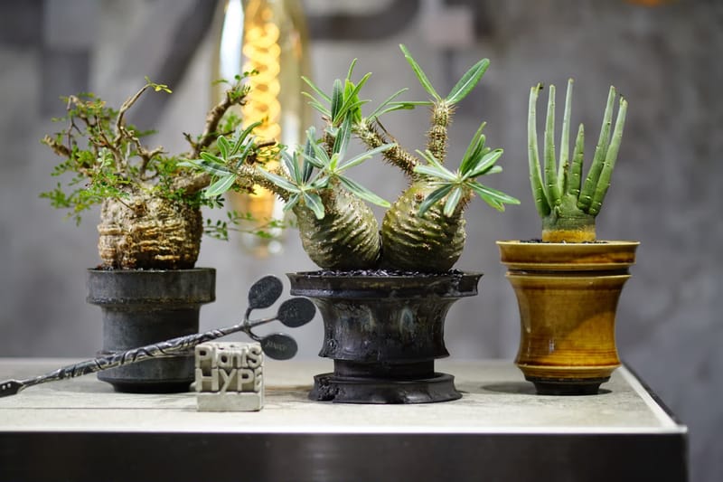 台日植栽文化連線！獨家走進 PLANTS HYPE x KINOCO x Raw Life Factory 三方聯展