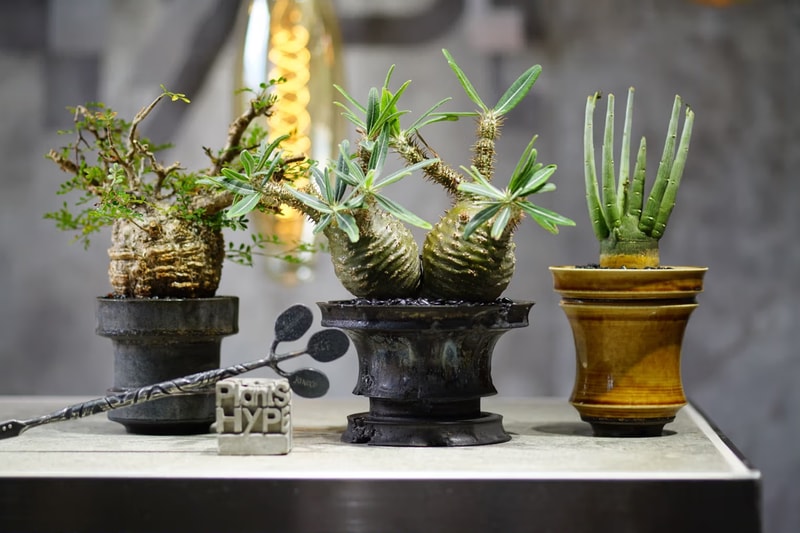 台日植栽文化連線！獨家走進 PLANTS HYPE x KINOCO x Raw Life Factory 三方聯展