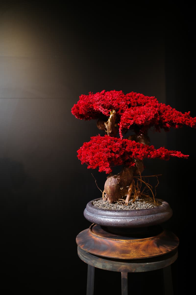 RE BONSAI™ by TOUFU TOKYO 乾盆栽東富東京全新個展即將登場