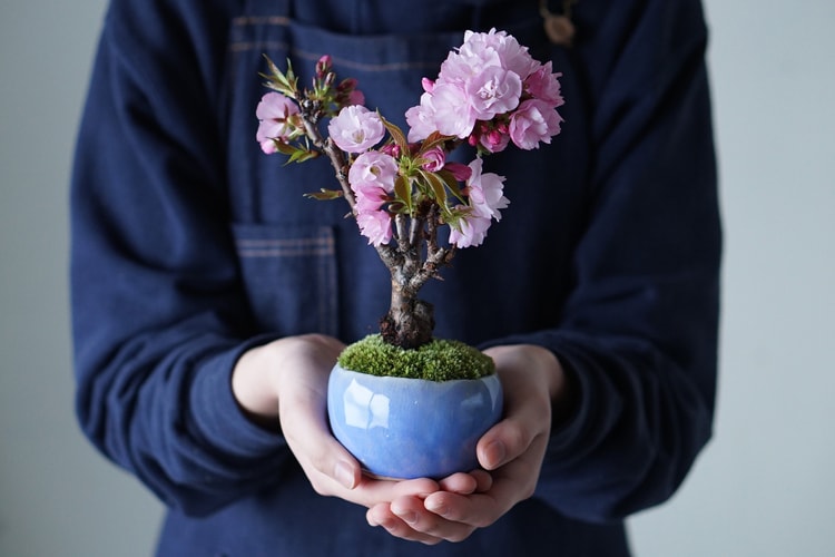 432Hz 最新「SECRET GARDEN mini ver. By SEKIBOKKA」櫻花微型盆景初回登陸