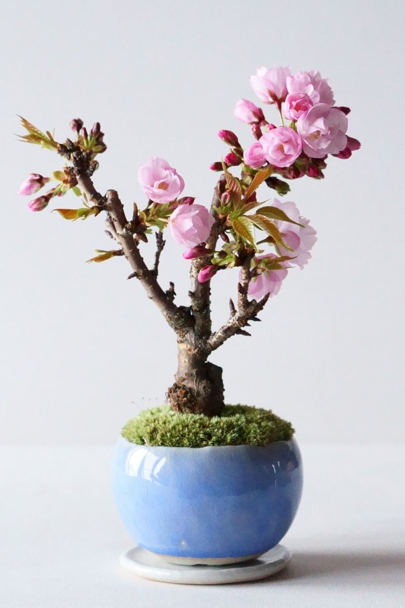 432Hz 最新「SECRET GARDEN mini ver. By SEKIBOKKA」櫻花微型盆景初回登陸