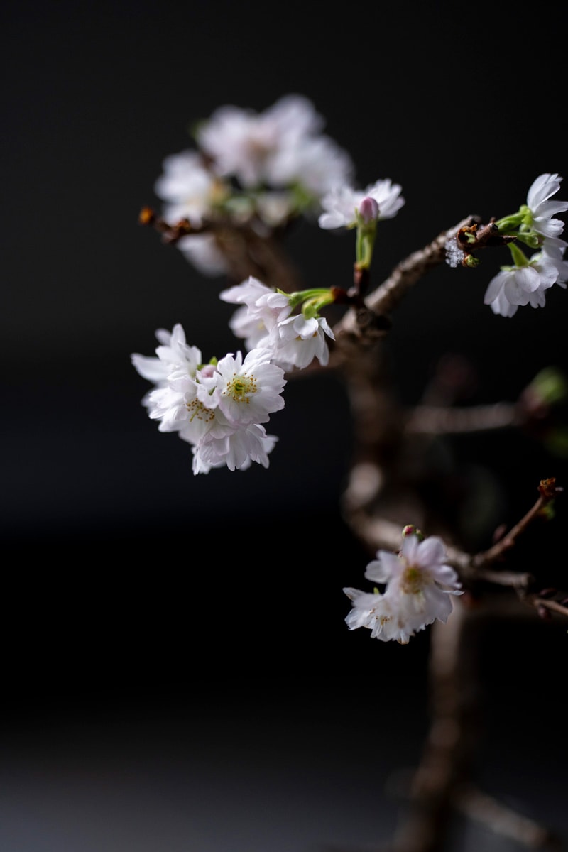 432Hz 最新「SECRET GARDEN mini ver. By SEKIBOKKA」櫻花微型盆景初回登陸
