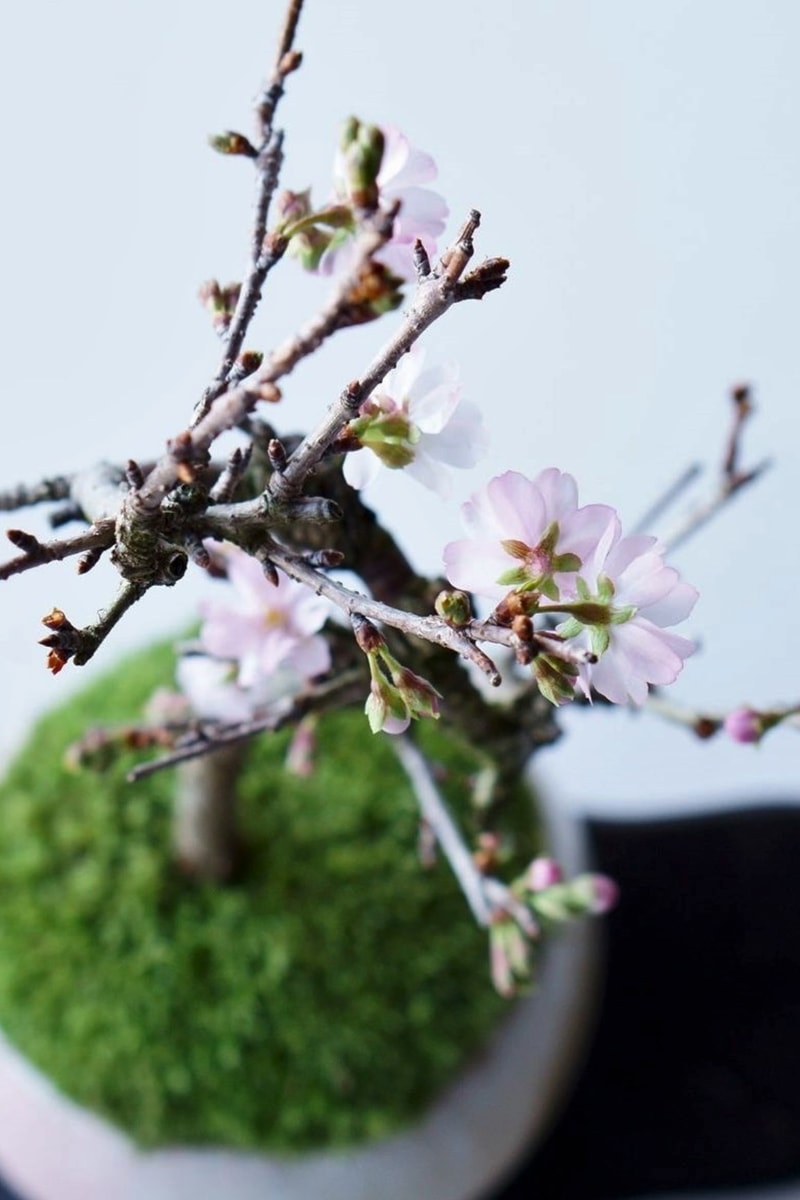 432Hz 最新「SECRET GARDEN mini ver. By SEKIBOKKA」櫻花微型盆景初回登陸