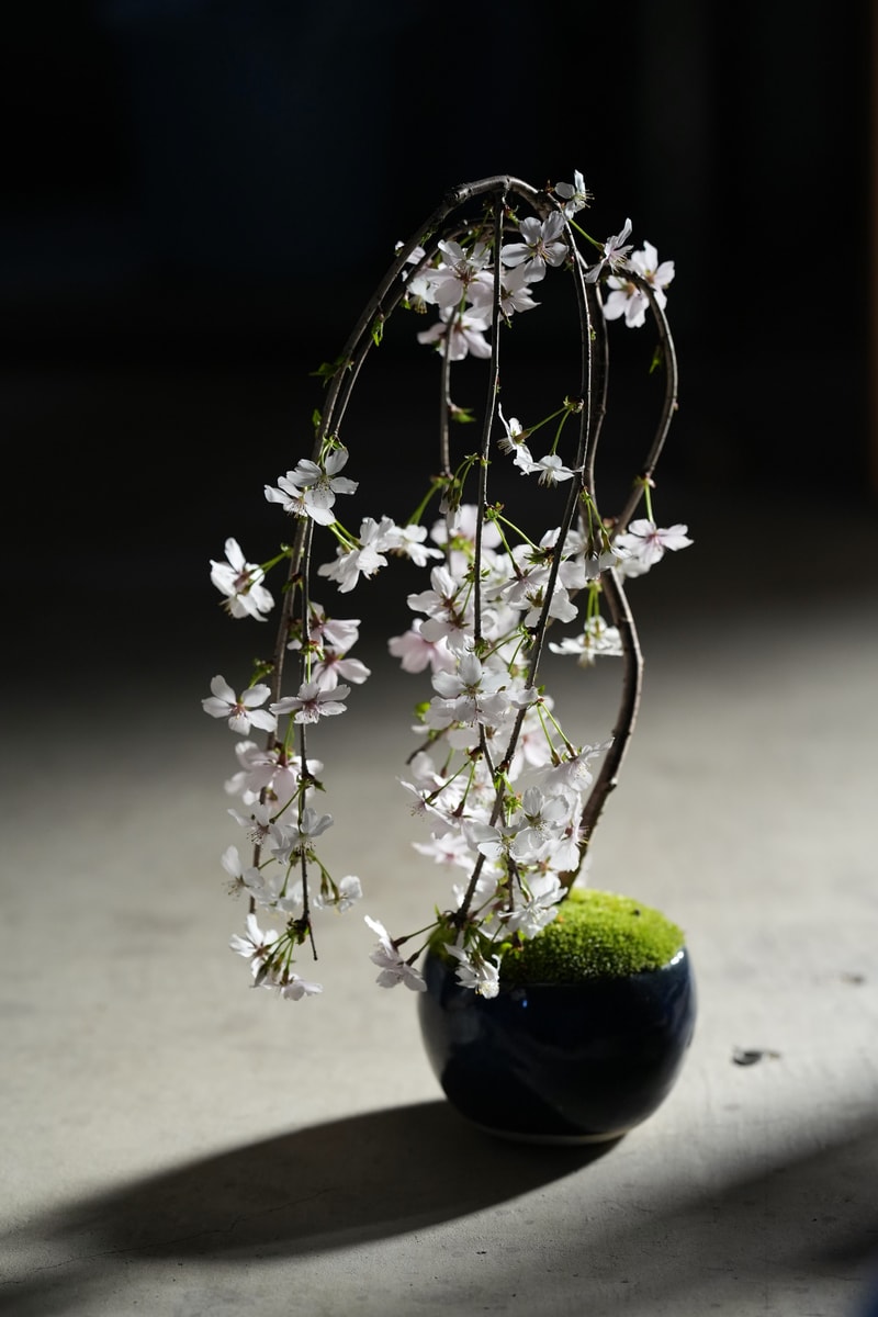 432Hz 最新「SECRET GARDEN mini ver. By SEKIBOKKA」櫻花微型盆景初回登陸