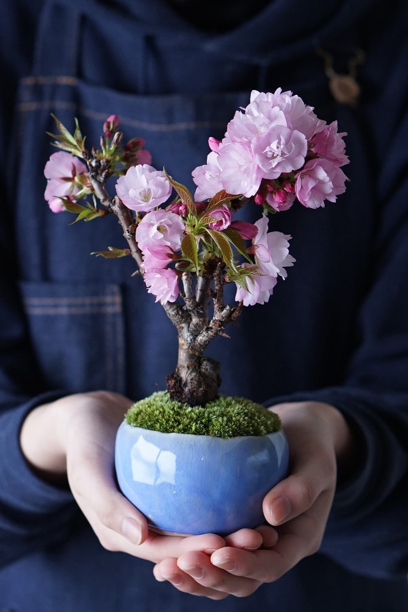 432Hz 最新「SECRET GARDEN mini ver. By SEKIBOKKA」櫻花微型盆景初回登陸