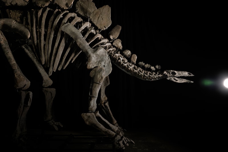 史上首座「劍龍 Apex」化石以 $4,460 萬美元正式拍賣