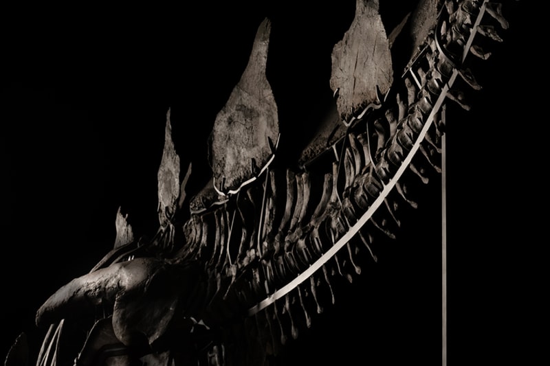 史上首座「劍龍 Apex」化石以 $4,460 萬美元正式拍賣
