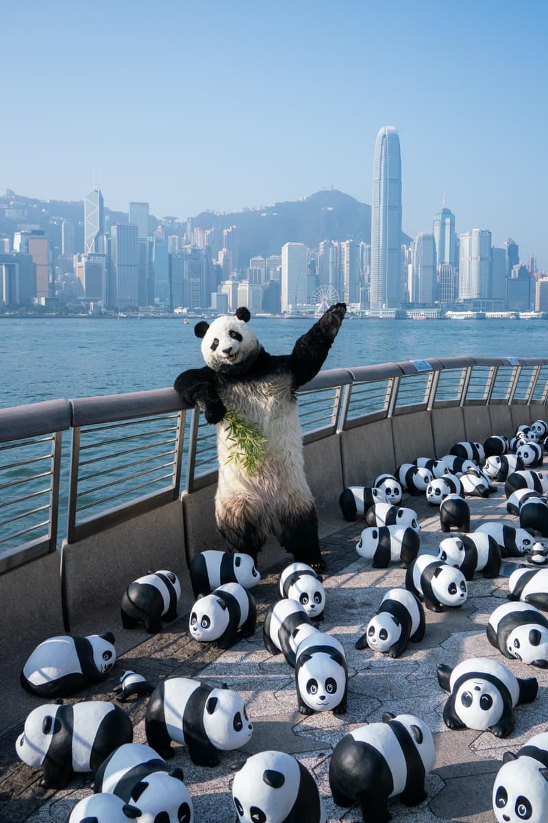 全港最大型熊貓主題展《PANDA GO!香港遊》 首站正式開催