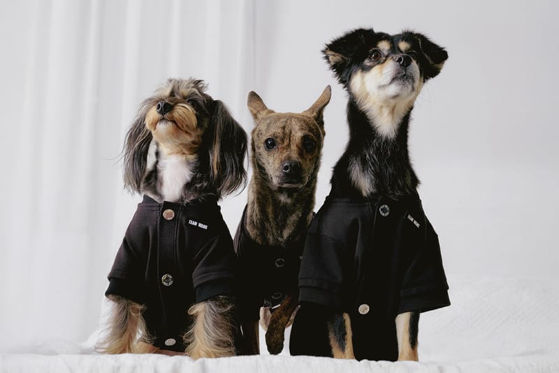 TEAM WANG design 推出寵物生活副線「FRIENDS」