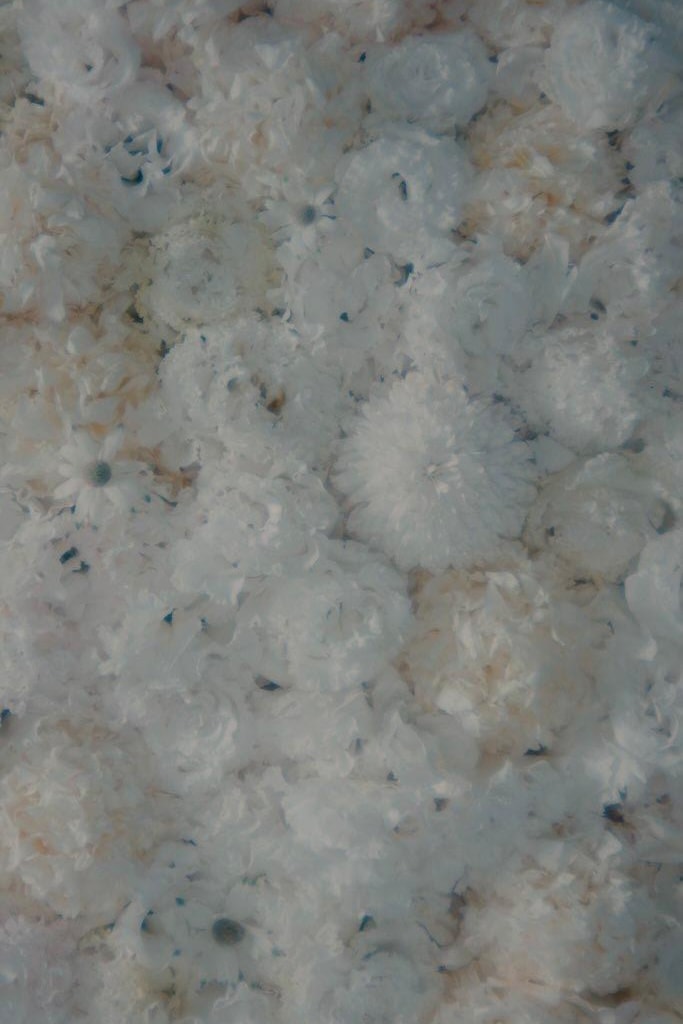 三十而立．三吉彩花攝影創作紀實 #9「WHITE」