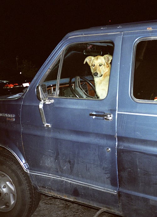Peter Sutherland - Blame It On The Dog Exhibition