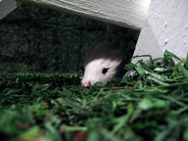 Tofer Chin | CORNISH ACID