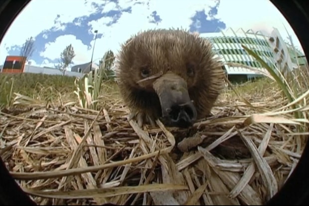 KR3W Down Under Tour (Video)