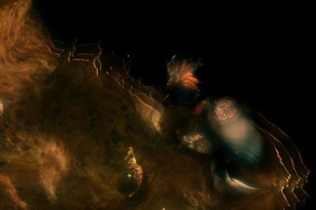 Dazed Digital: The Quay Brothers Interview