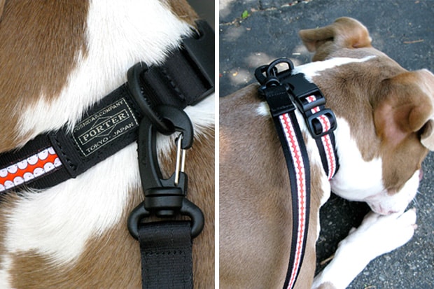 OriginalFake Dog Collar & Leash
