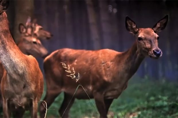 Kanye West's Runaway Film Preview