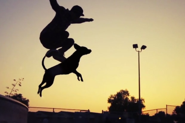 Dogboarding by DANIELS