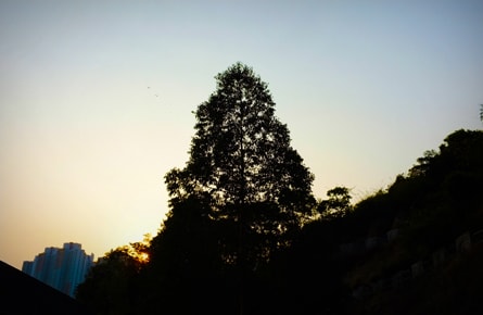 FUJIFILM X100: A Welcomed Hybrid