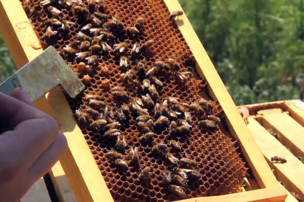 Urban Beekeeping: NYC