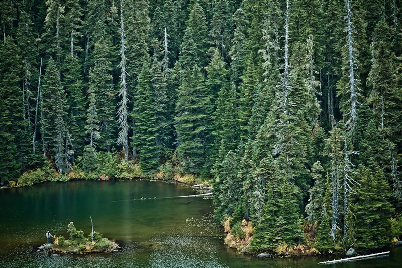 Ransom by adidas Originals 2011 Fall/Winter The Mesa "Forest" 