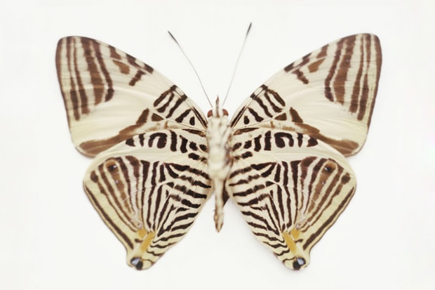 Samuel Bayer "Transitions" Exhibition @ Siren Studios