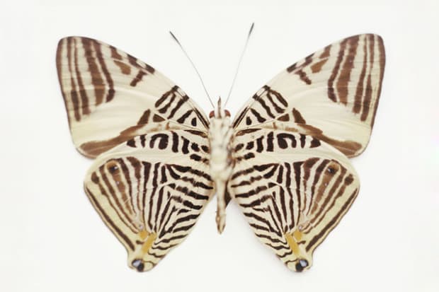 Samuel Bayer "Transitions" Exhibition @ Siren Studios