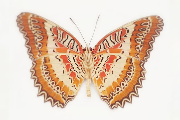 Samuel Bayer "Transitions" Exhibition @ Siren Studios