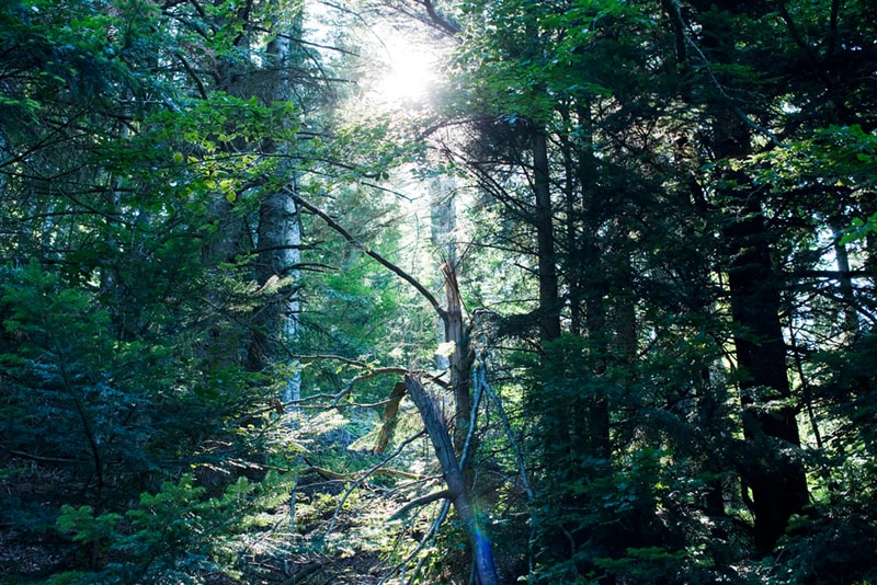 Pigalle & colette x MERRELL WILDERNESS Lookbook