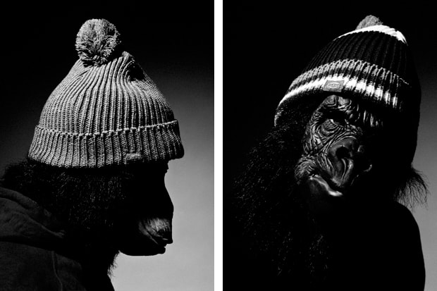 The Chimp Store: "Barnet of the Apes" Editorial