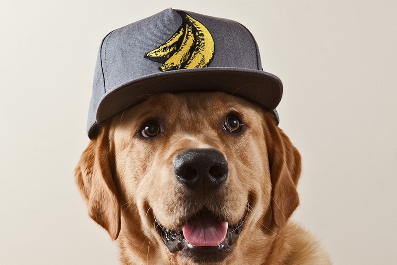 The Chimp Store x indcsn Snapback Cap Collection