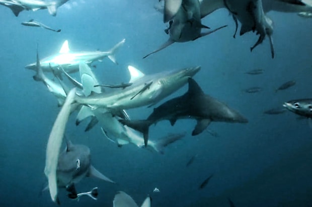 Surfing and Sharks Film Trailer