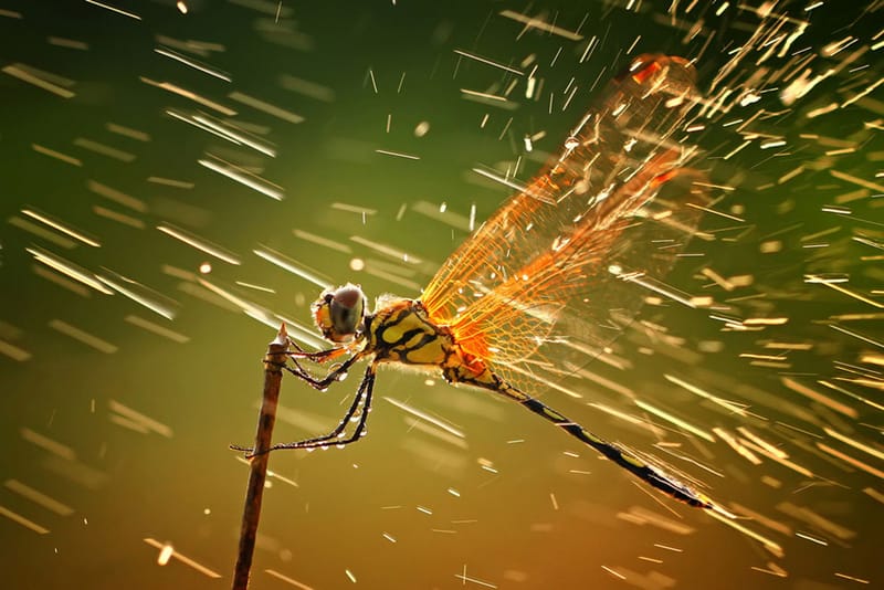 Winners of the 2011 National Geographic Photo Contest