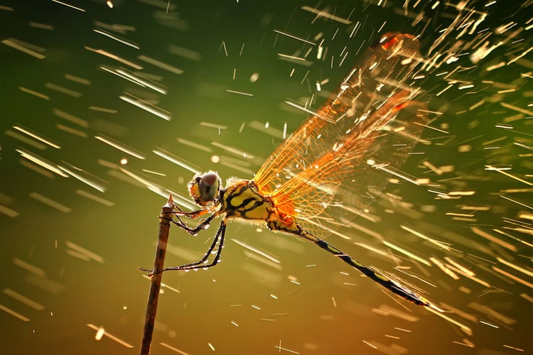 Winners of the 2011 National Geographic Photo Contest