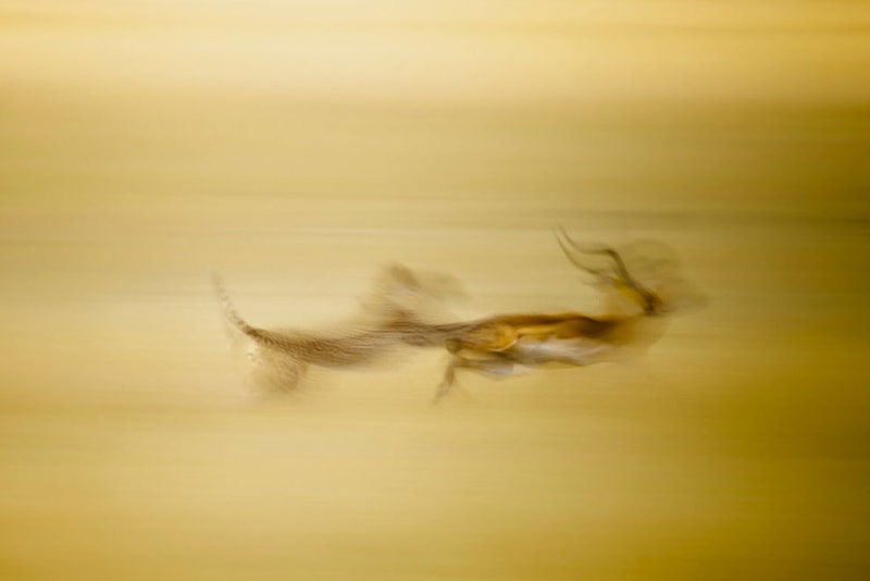 Winners of the 2011 National Geographic Photo Contest