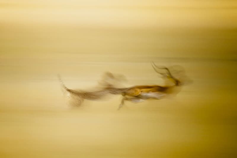 Winners of the 2011 National Geographic Photo Contest