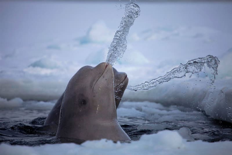 Winners of the 2011 National Geographic Photo Contest