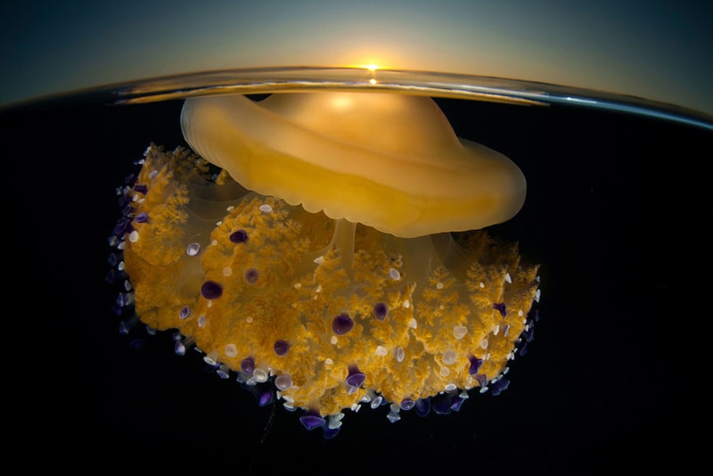 Winners of the 2011 National Geographic Photo Contest