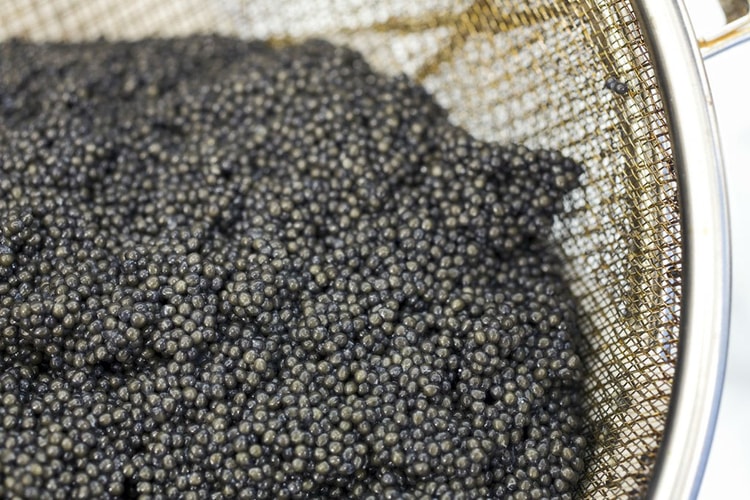 Black Gold: Mote Caviar