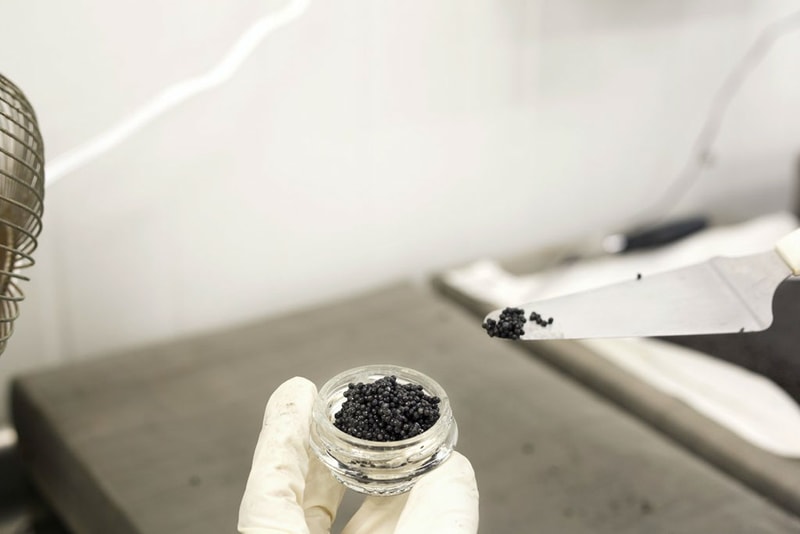 Black Gold: Mote Caviar