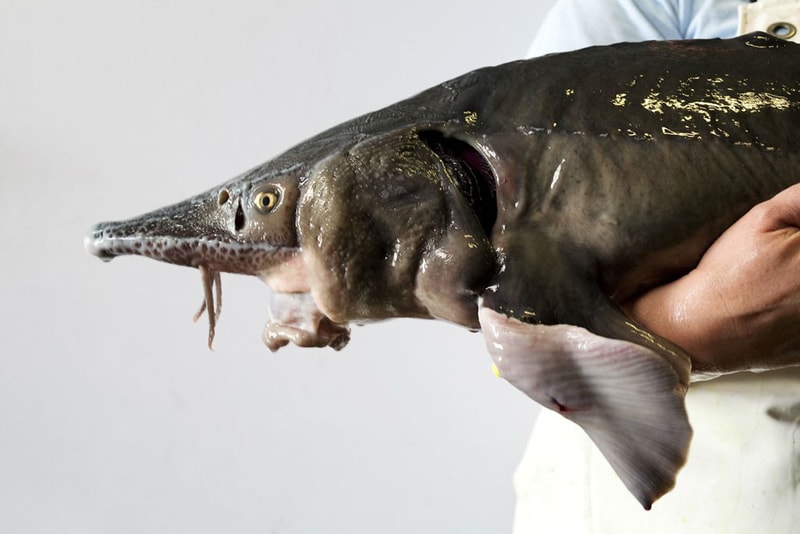 Black Gold: Mote Caviar